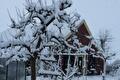 Besneeuwde boom en tuin bij de boerderij in de winter